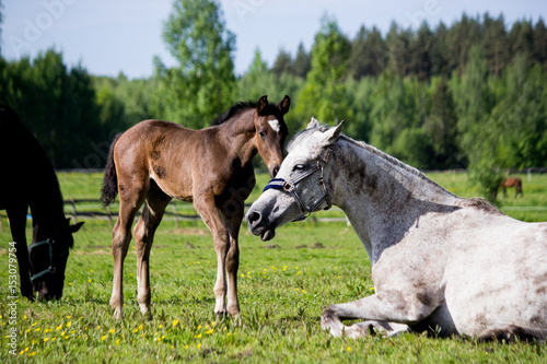 Small brown foal near his napping mother