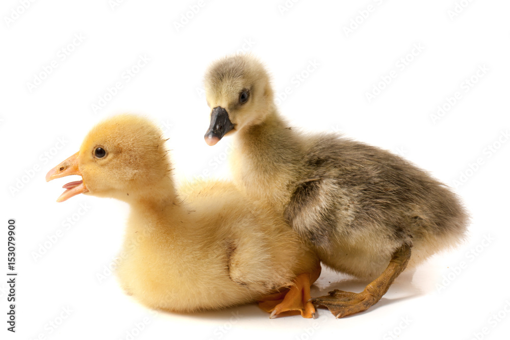 two little gosling isolated on white background two little gosling isolated on white background