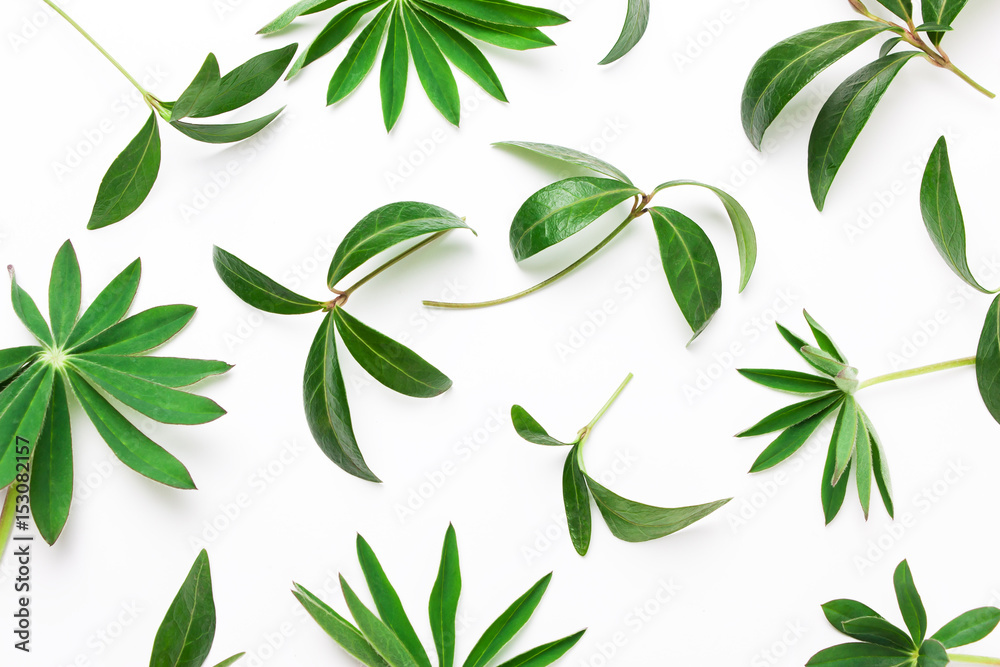Abstract pattern of green leaves, plants on a white background