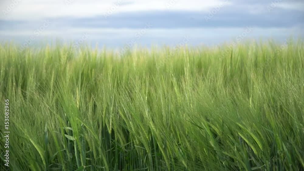 Green crops - agriculture background video, green lush fields in spring Green crops - agriculture background video, green lush fields in spring