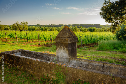 Etruscan coast in Tuscany between Bolgheri and Castagneto Carducci photo