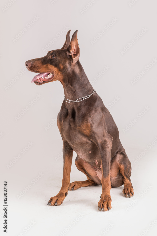 Brown female doberman dog sitting Stock 写真 Adobe Stock