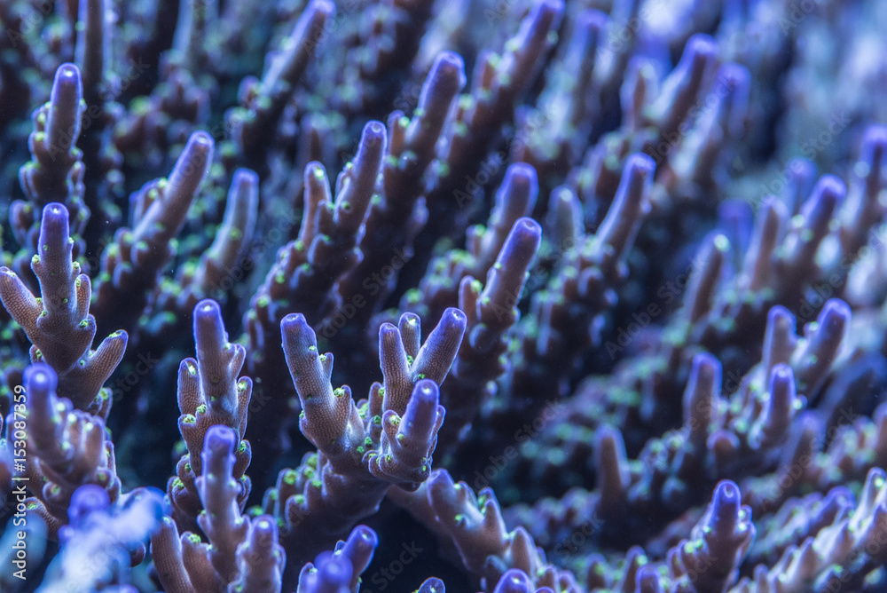 Naklejka premium Closeup shoot of acropora sps stony hard corals