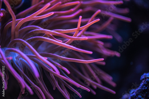 Macro shoot of anemone tentacles in pink color