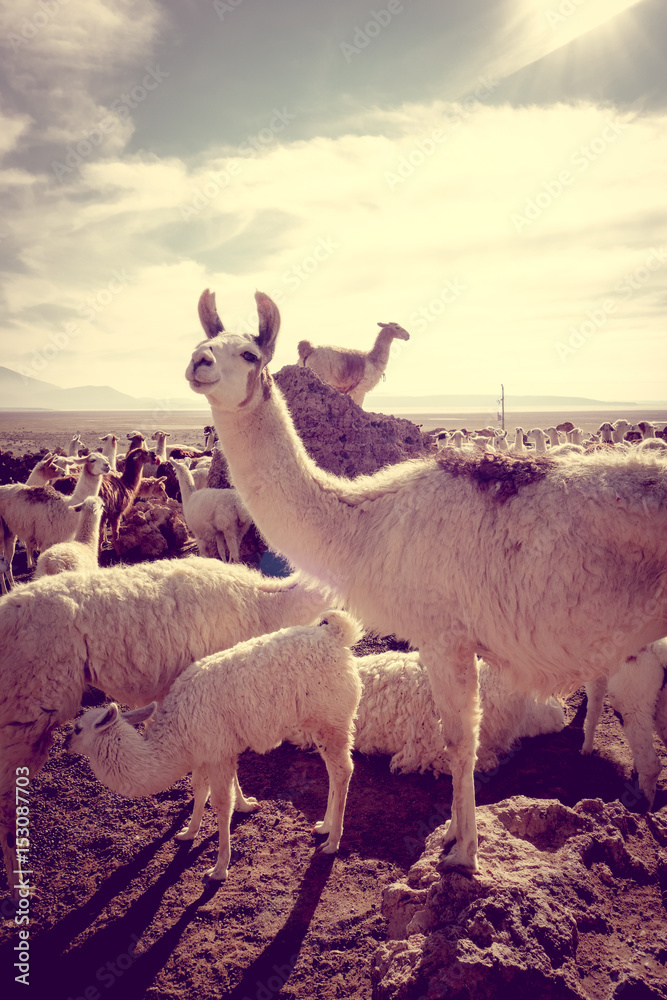 Fototapeta premium Lamas herd in Bolivia