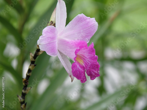 Flowering Orchid in Shades of Pink photo