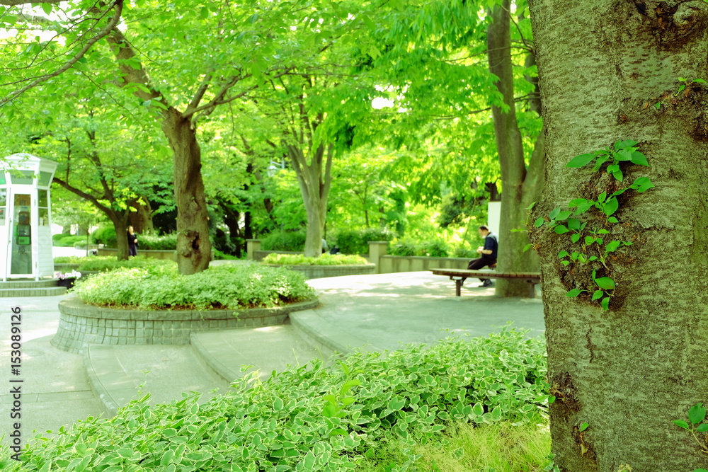 Obraz Plaza, gdzie rosła świeża zieleń