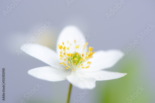 Wood Anemone (Windflower) Flower Macro