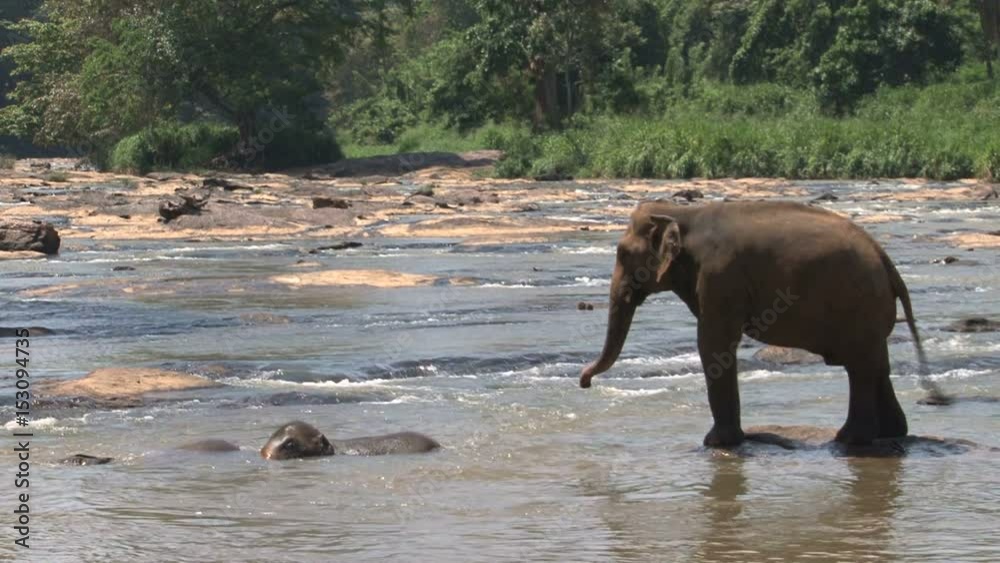Elephants taking a bath in river, Sri Lanka Elephants taking a bath in river, Sri Lanka