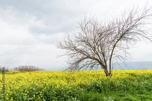 Early spring landscape. Yellow blooming flowers and lonely tree without leaves on a grey rainy sky background