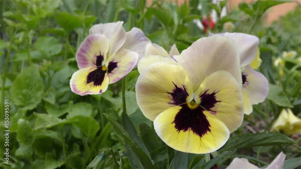 Spring Flowers in Forest and Garden Spring Flowers in Forest and Garden