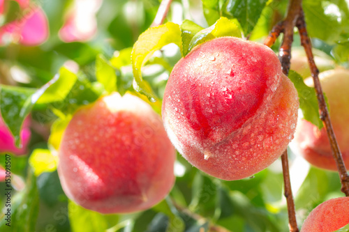 Sweet peach fruits growing.