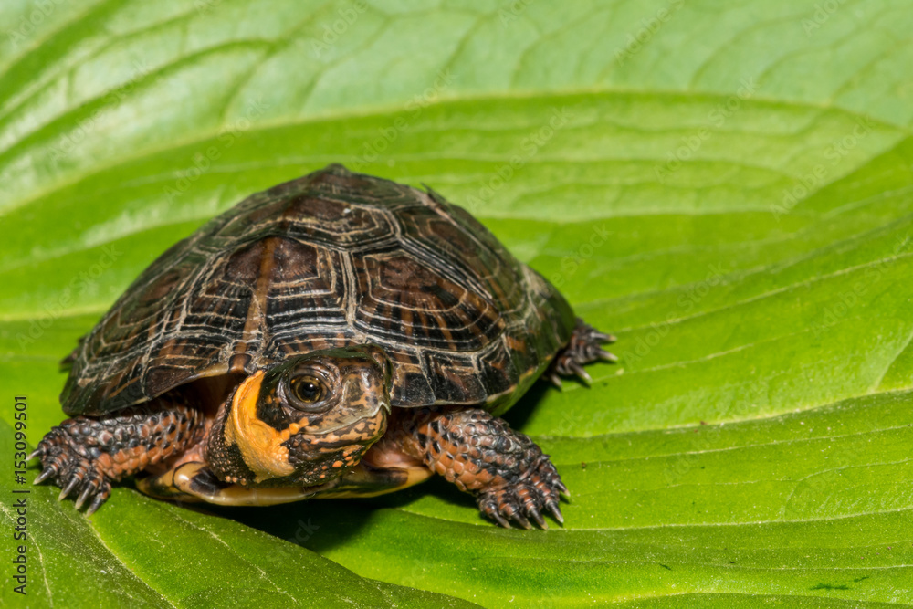 Fototapeta premium Bog Turtle (Glyptemys muhlenbergii)