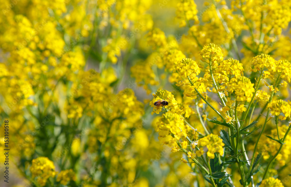 Field with yellow flowers. In the foreground the bee sits on a flower. The background is blurred Field with yellow flowers. In the foreground the bee sits on a flower. The background is blurred
