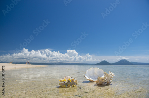 shells on beach near Rabaul Papua New Guinea photo