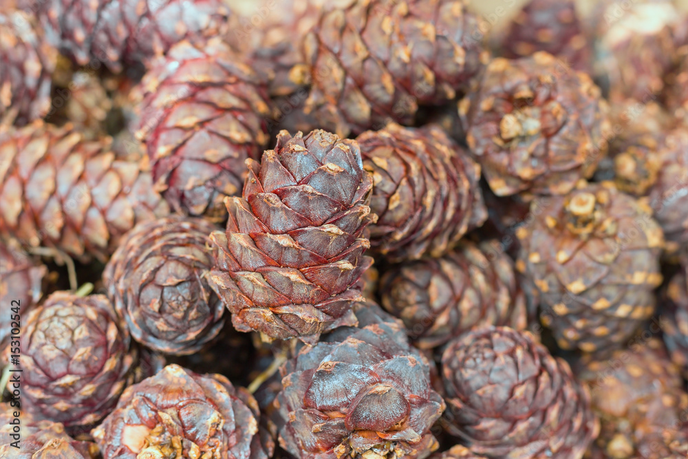 Fototapeta premium Background of Siberian cedar cones. Horizontal format photography. Natural fon.