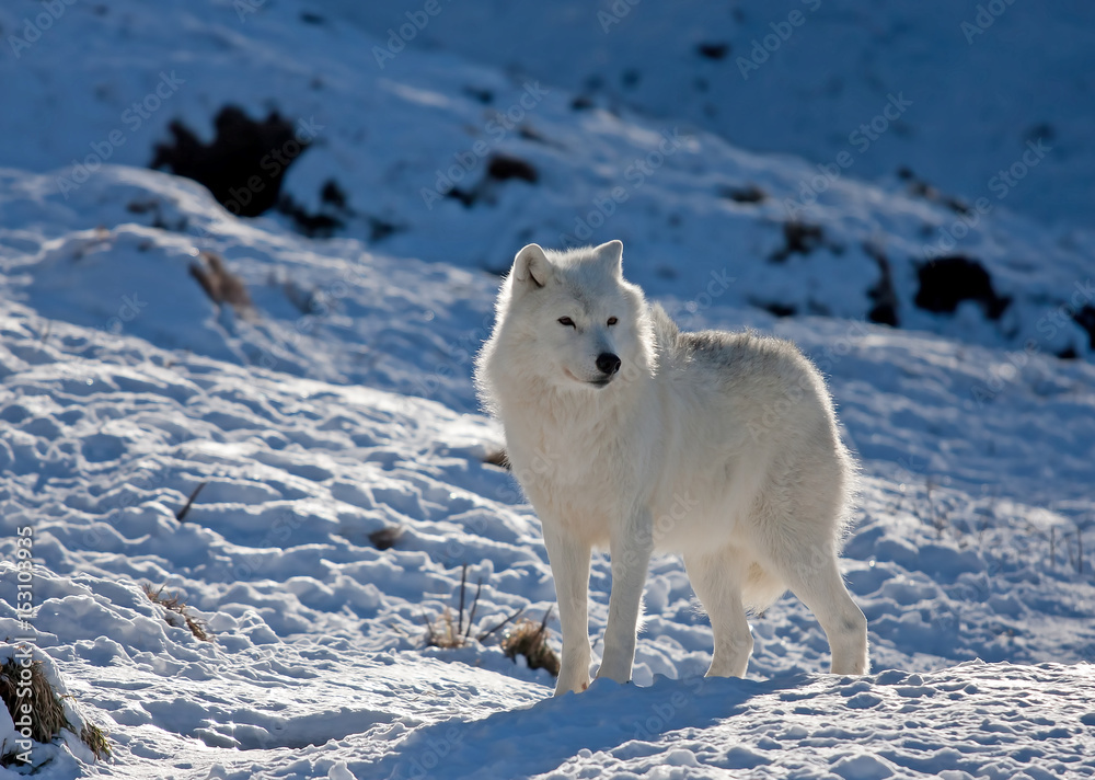 Naklejka premium Arctic wolf (Canis lupus arctos) walking in the winter snow in Canada