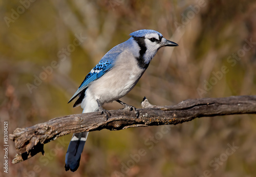 Blue Jay - Cyanocitta cristata perched on a branch in spring