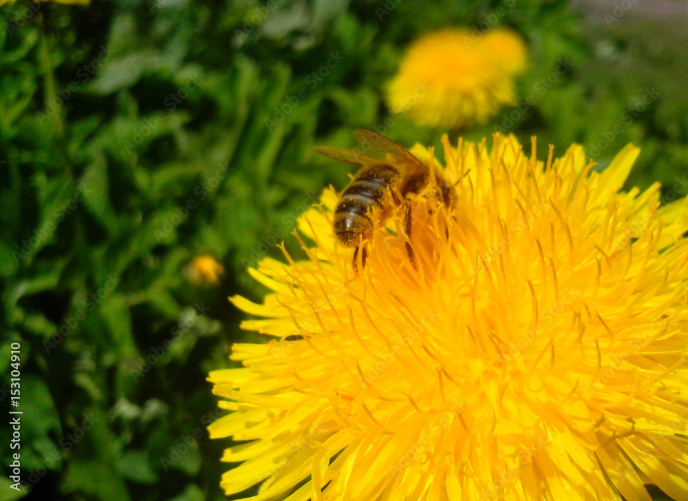 Bee collects nectar on a yellow dandelion flower, nature, macro Bee collects nectar on a yellow dandelion flower, nature, macro