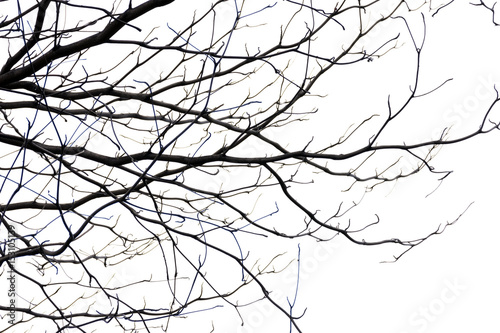 tree branch silhouette photography , white background