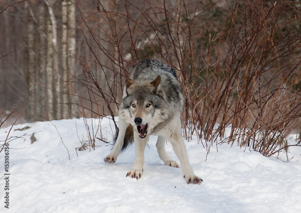 Fototapeta premium Timber wolf or Grey Wolf (Canis lupus) growling in the winter snow in Canada