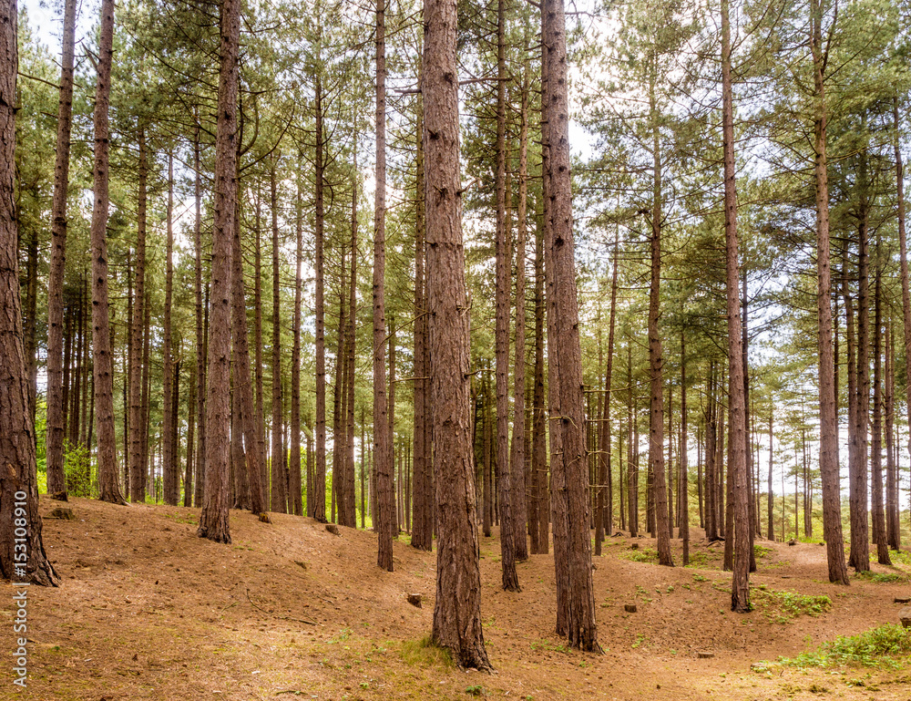 Pine woodland at Formby Point, Formby, West Lancashire, UK Pine woodland at Formby Point, Formby, West Lancashire, UK