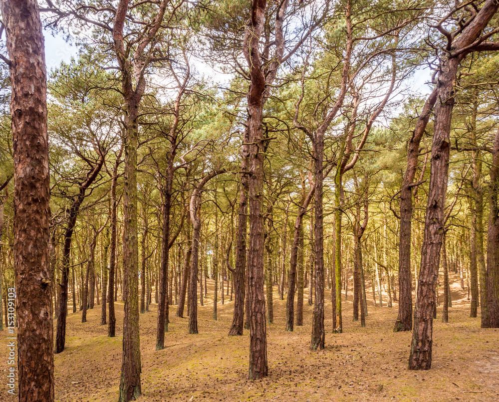 Pine woodland at Formby Point, Formby, West Lancashire, UK Pine woodland at Formby Point, Formby, West Lancashire, UK