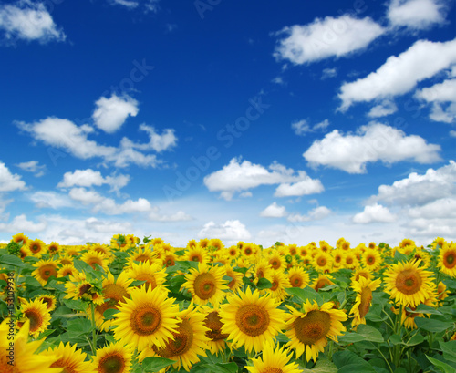 Fototapeta Naklejka Na Ścianę i Meble -  field of blooming sunflowers