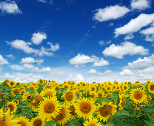 field of blooming sunflowers