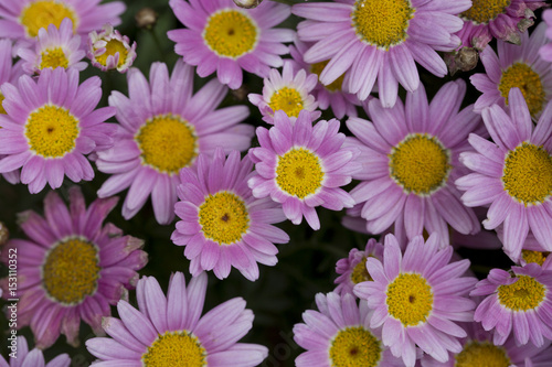 Top view of pink and yellow daisies flower in nature.