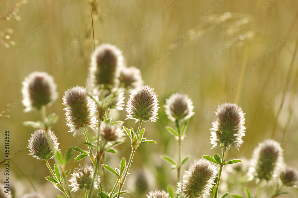 Summer flowering grass