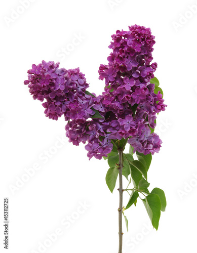 Lilac flower isolated on white