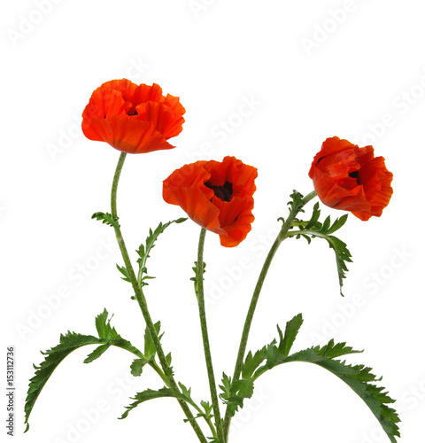  red poppy isolated on white
