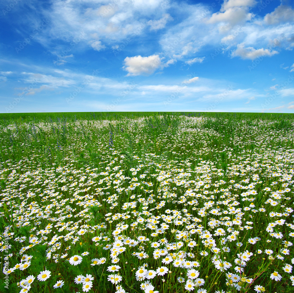 Field of daisies Field of daisies