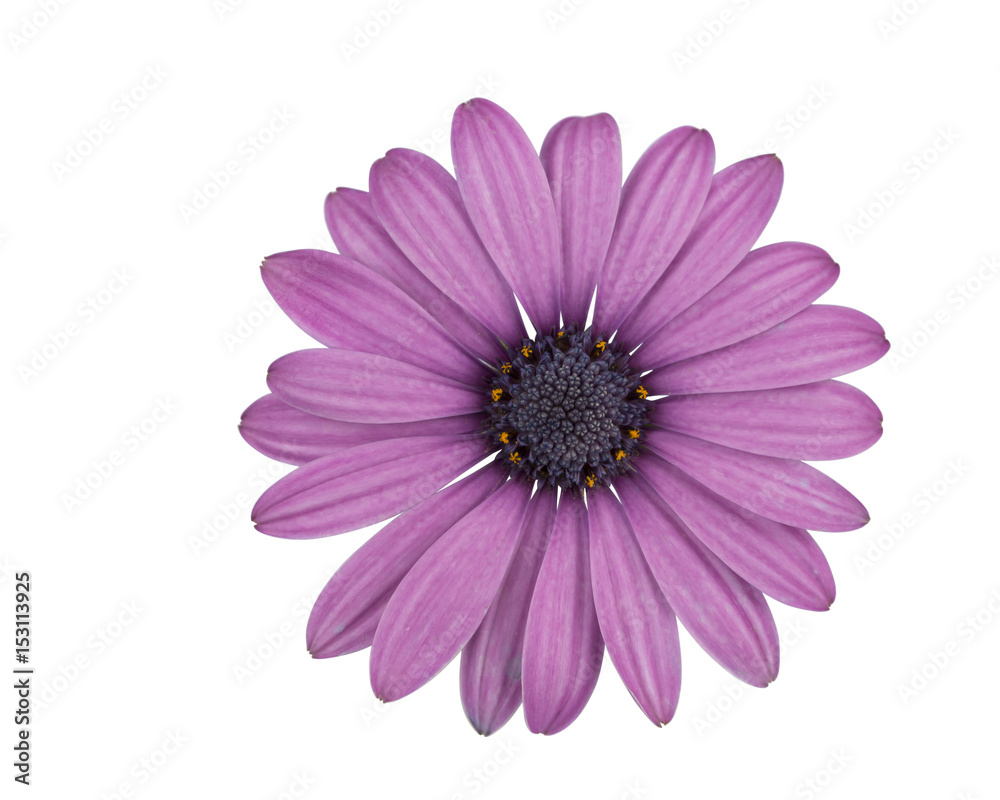 Daisy flower in purples isolated on the white background.