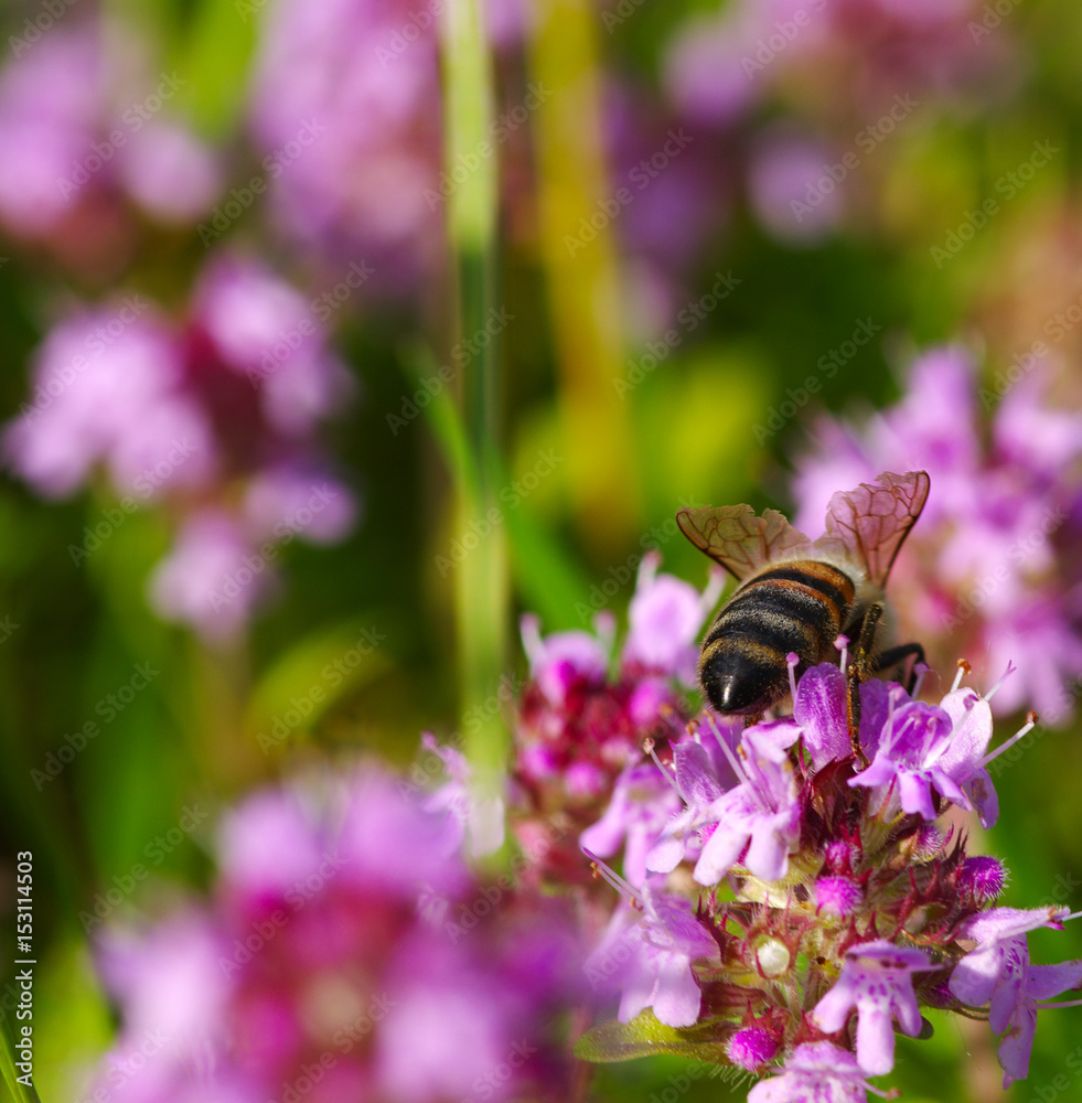 Bee on the flower Bee on the flower