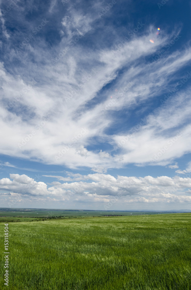 green wheat field and white clouds green wheat field and white clouds