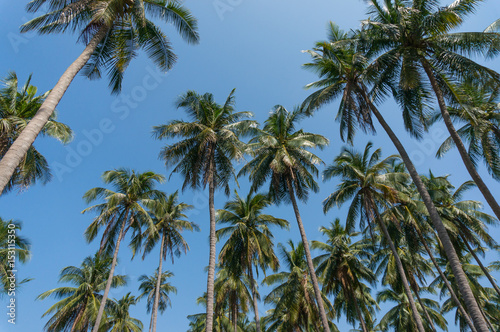 Coconut tree plantation with blue sky.
