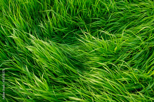 juicy green spring grass top view