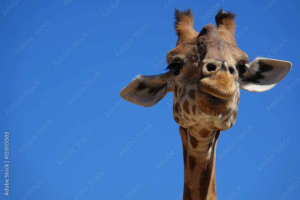 Naklejka premium tete de girafe