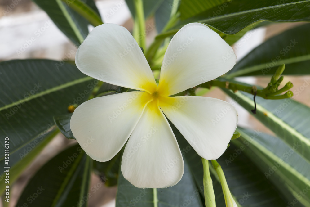 Plumeria flowers on a tree. Paper flower. Plumeria flowers on a tree. Paper flower.