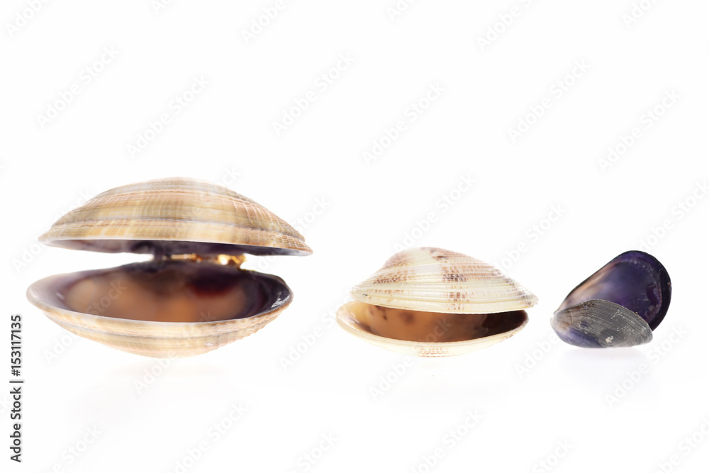 set of sea shells isolated on white