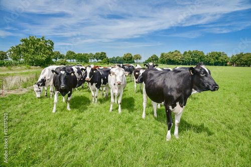 Milcherzeugung - Holstein-Friesian Kühe auf der Sommerweide © Countrypixel