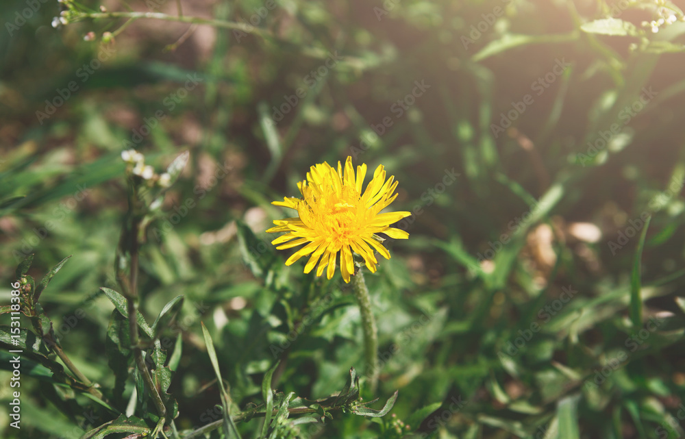 Yellow dandelion closeup. Flower background. Yellow dandelion closeup. Flower background.