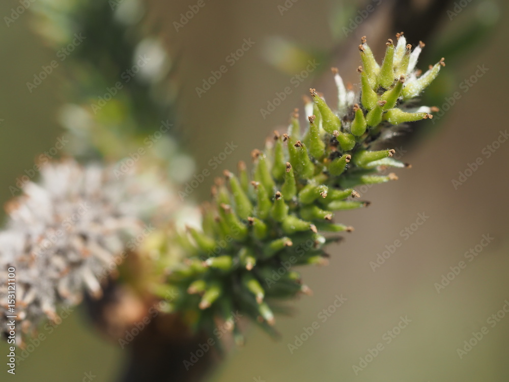 Macro of a plant on abstract background Macro of a plant on abstract background