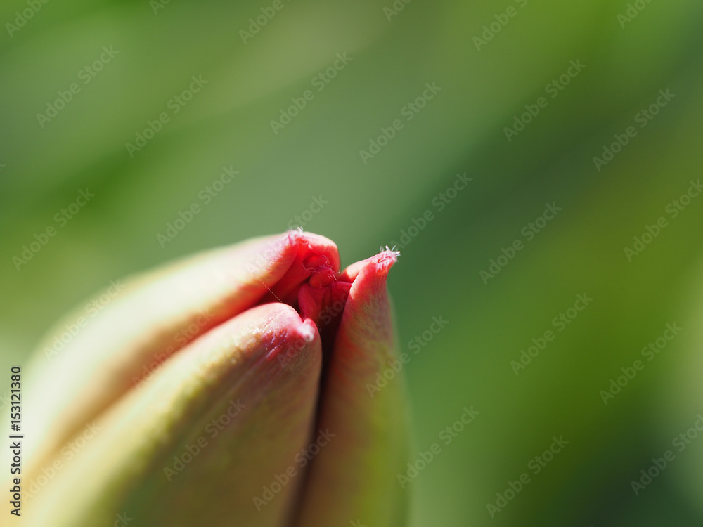 A macro shot of a tulip flower bud beginning to open A macro shot of a tulip flower bud beginning to open