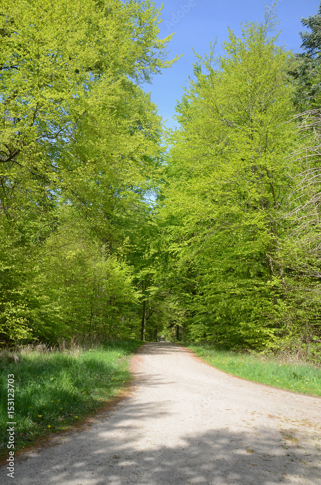 Fototapeta premium Landscape with beech trees in light green colors.