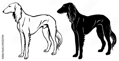 Saluki Hound set - outline and silhouette vector