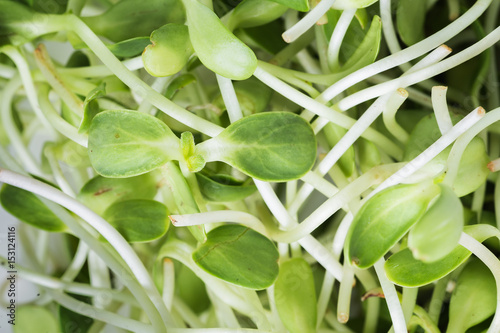 Organic green young sunflower sprouts