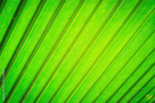 Texture image of green leaf background.